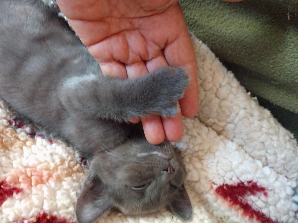 Pauli Polydactyl Scottish Straight photo 1