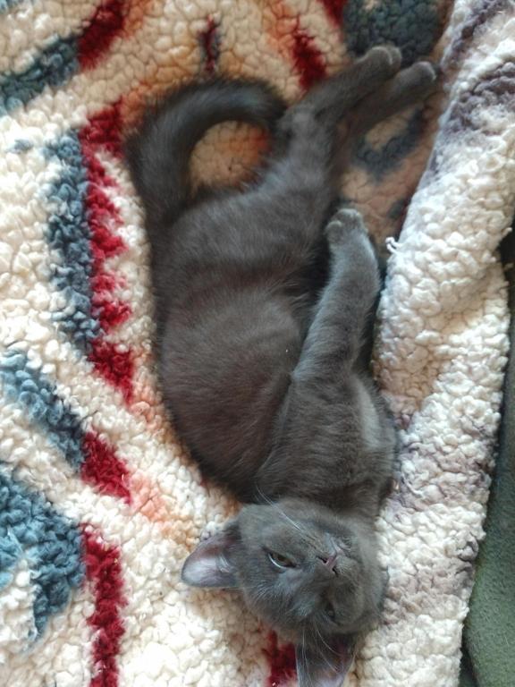 Pauli Polydactyl Scottish Straight photo 8