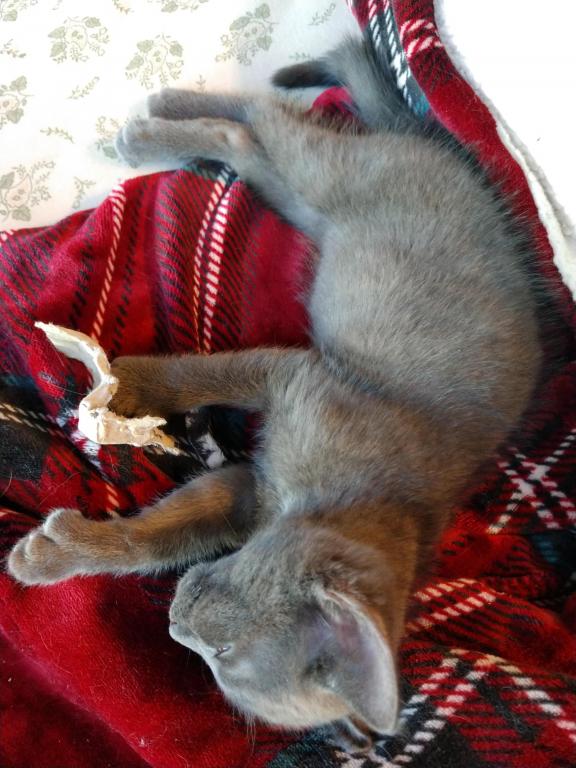 Pauli Polydactyl Scottish Straight photo 3