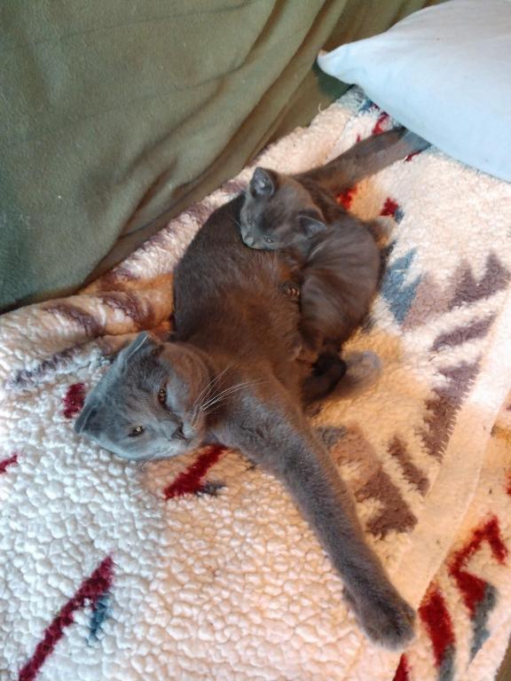 Pauli Polydactyl Scottish Straight photo 6