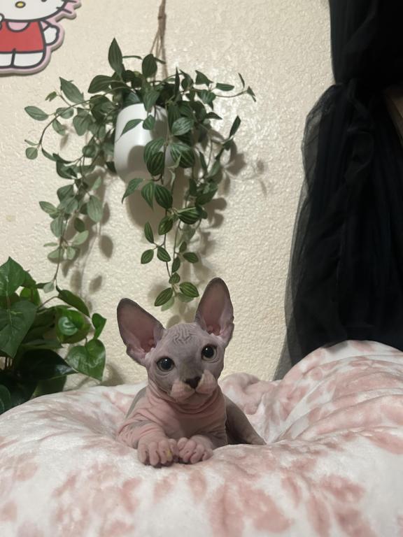 Bambino Sphynx photo 3