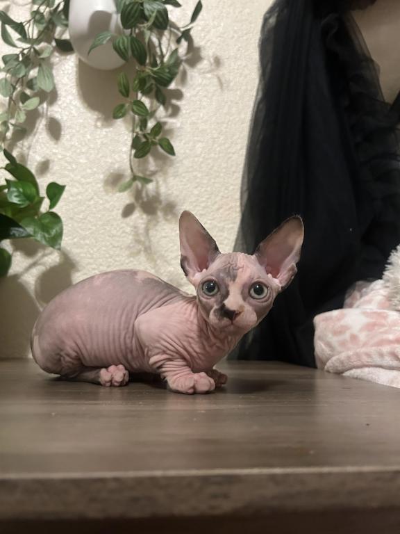 Bambino Sphynx photo 6