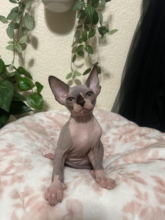 Bambino Sphynx photo 4