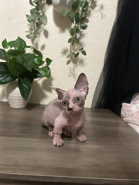 Bambino Sphynx