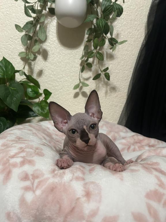 Bambino Sphynx photo 2