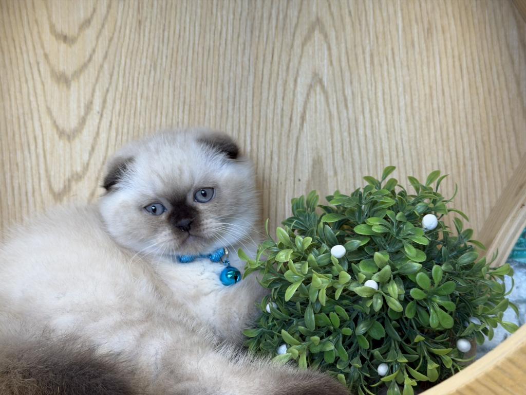 Portland Archie Scottish Fold Kitten photo 1