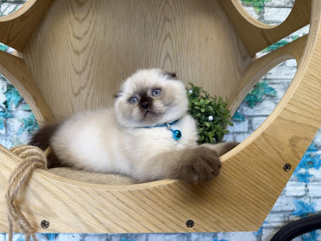 Portland Archie Scottish Fold Kitten photo 7