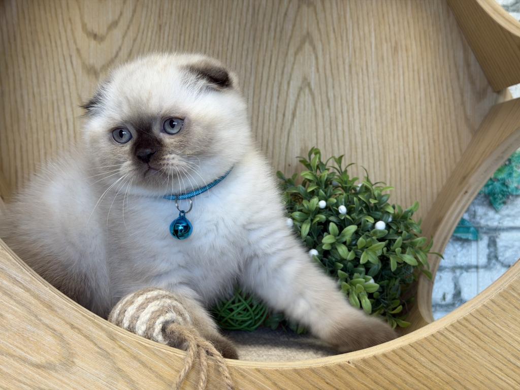 Portland Archie Scottish Fold Kitten photo 13