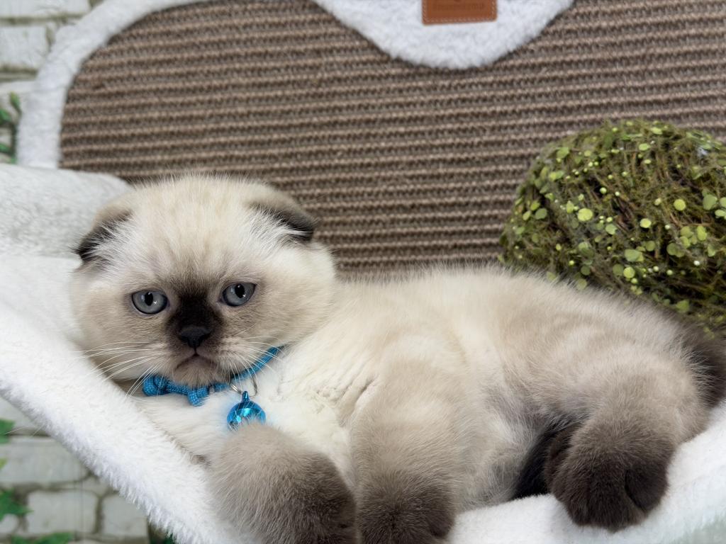 Portland Archie Scottish Fold Kitten photo 2