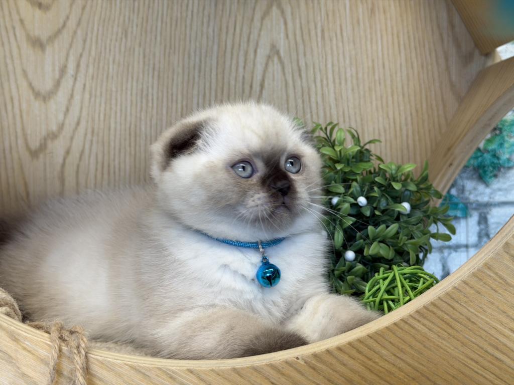 Portland Archie Scottish Fold Kitten photo 8