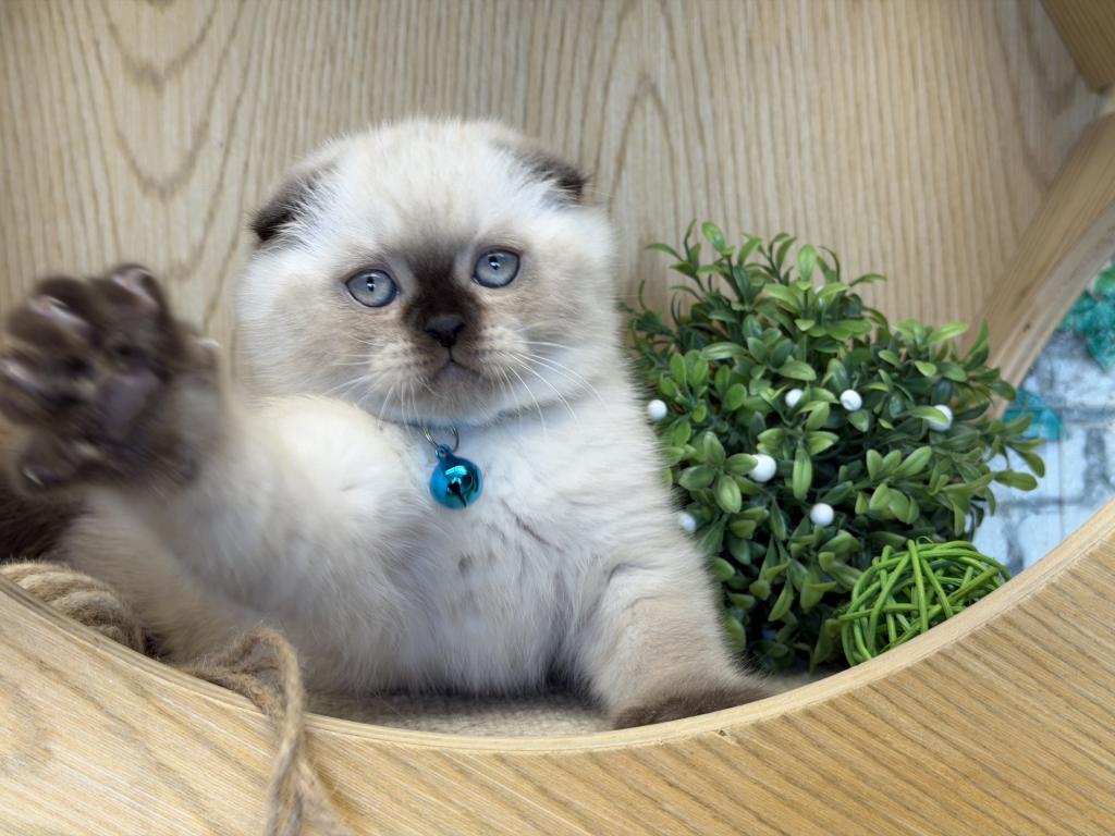 Portland Archie Scottish Fold Kitten photo 10