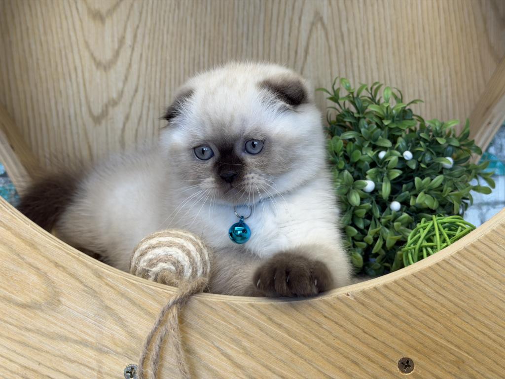 Portland Archie Scottish Fold Kitten photo 11