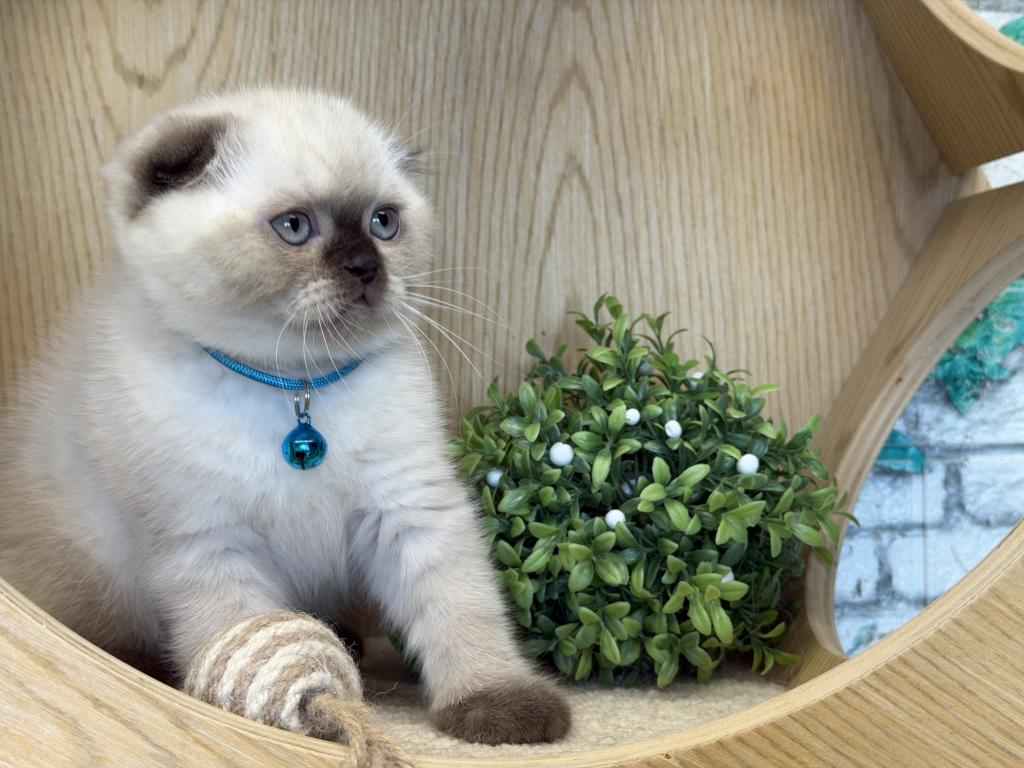 Portland Archie Scottish Fold Kitten photo 12