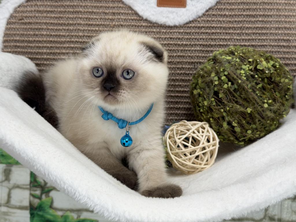 Portland Archie Scottish Fold Kitten photo 4