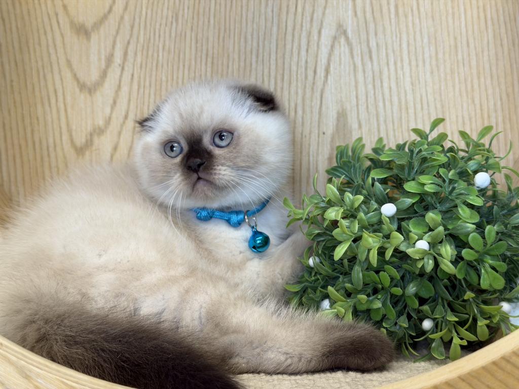 Portland Archie Scottish Fold Kitten photo 6