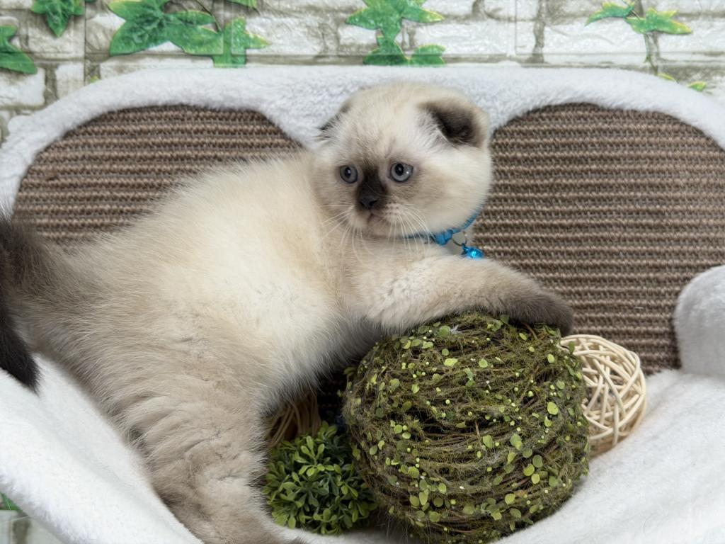 Portland Archie Scottish Fold Kitten photo 5