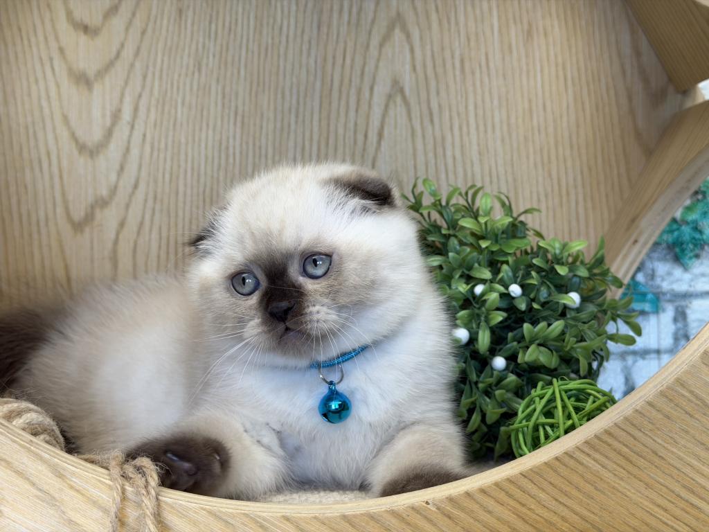 Portland Archie Scottish Fold Kitten photo 9