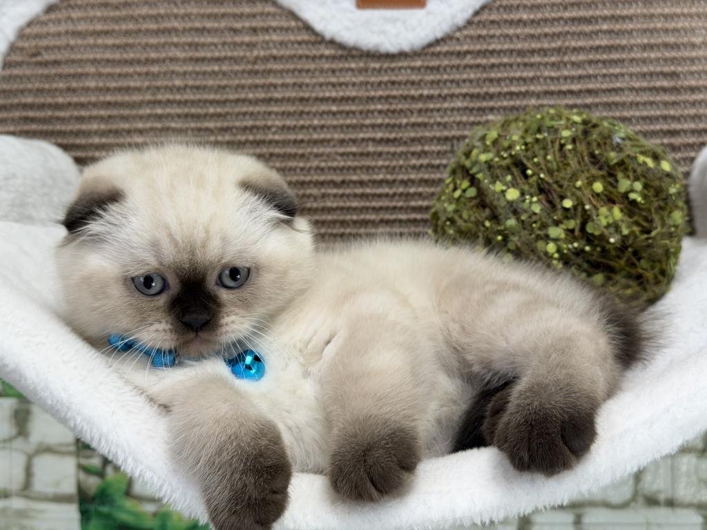 Portland Archie Scottish Fold Kitten photo 3