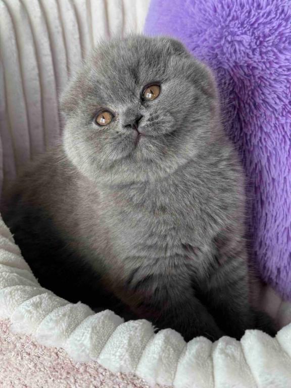 Salsa SFS Blue Scottish Fold photo 3