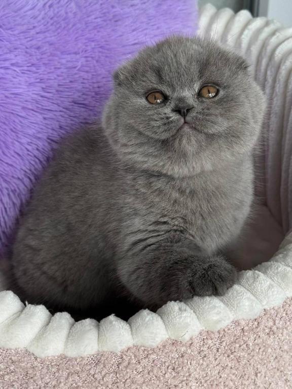 Salsa SFS Blue Scottish Fold photo 2