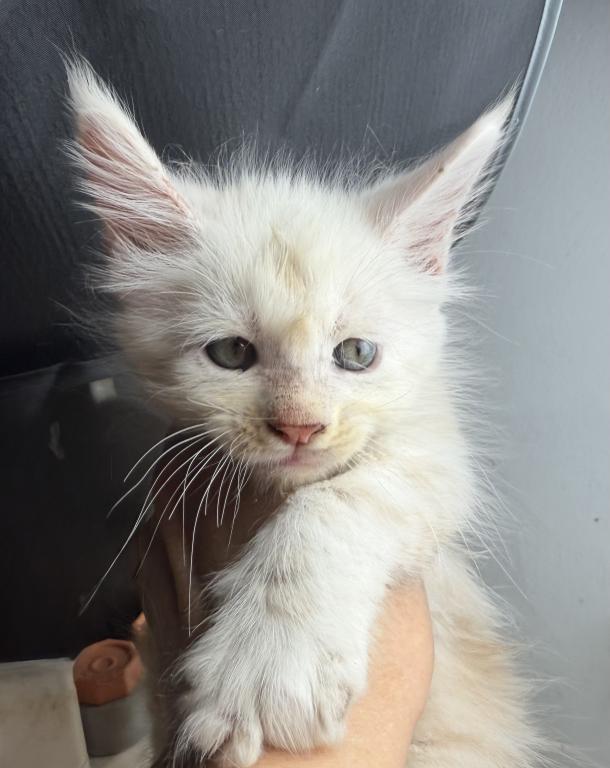 Felix photo 3