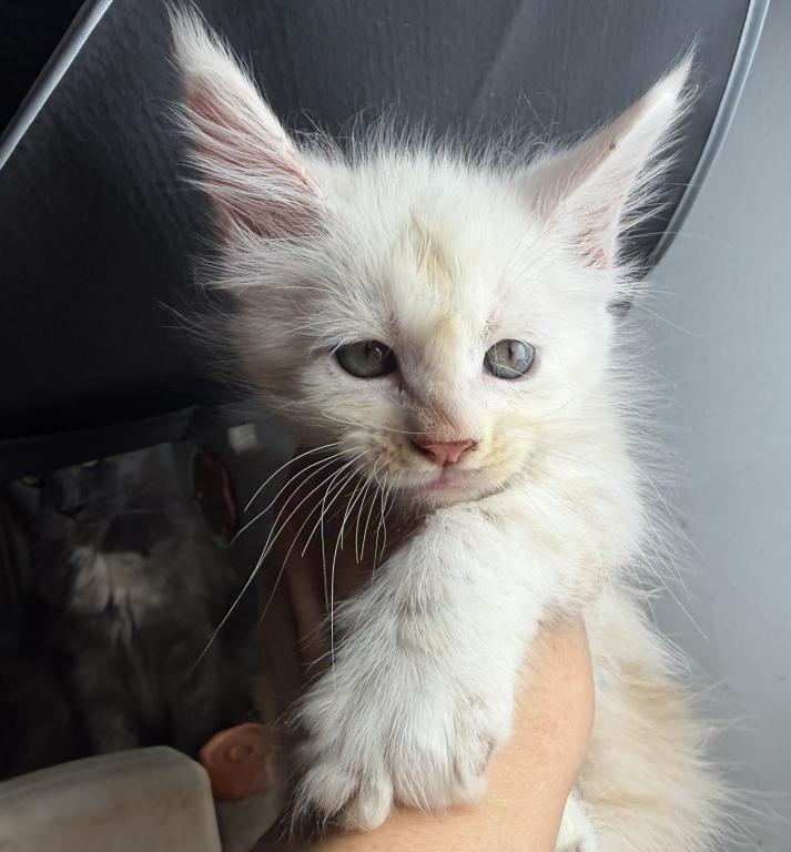 Felix photo 2
