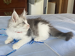 LapCats Maine Coon Kittems photo 6