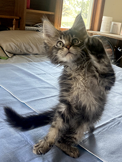 LapCats Maine Coon Kittems