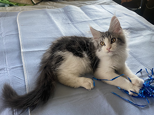 LapCats Maine Coon Kittems photo 5