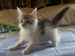 LapCats Maine Coon Kittems photo 8