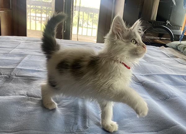 LapCats Maine Coon Kittems photo 9