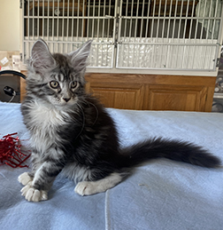 LapCats Maine Coon Kittems photo 3