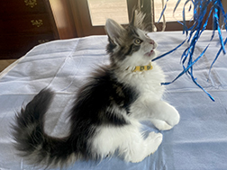 LapCats Maine Coon Kittems photo 7