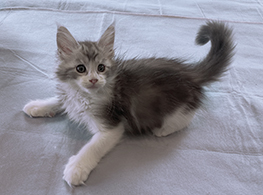 LapCats Maine Coon Kittems photo 4