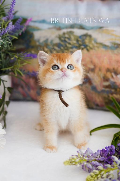 Figaro photo 3