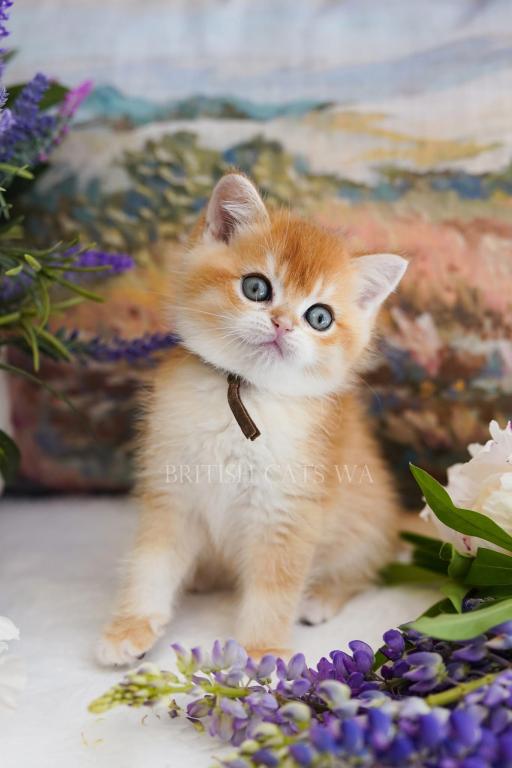 Figaro photo 9