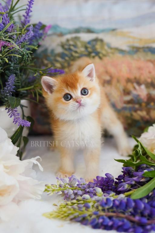 Figaro photo 15