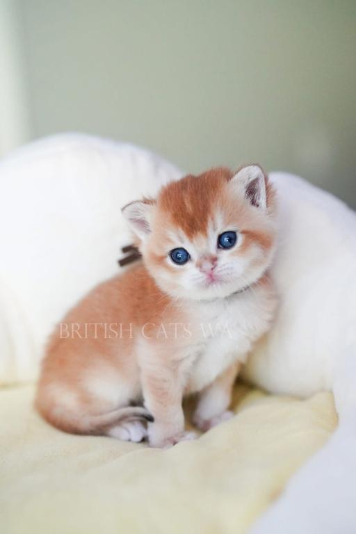 Figaro photo 17