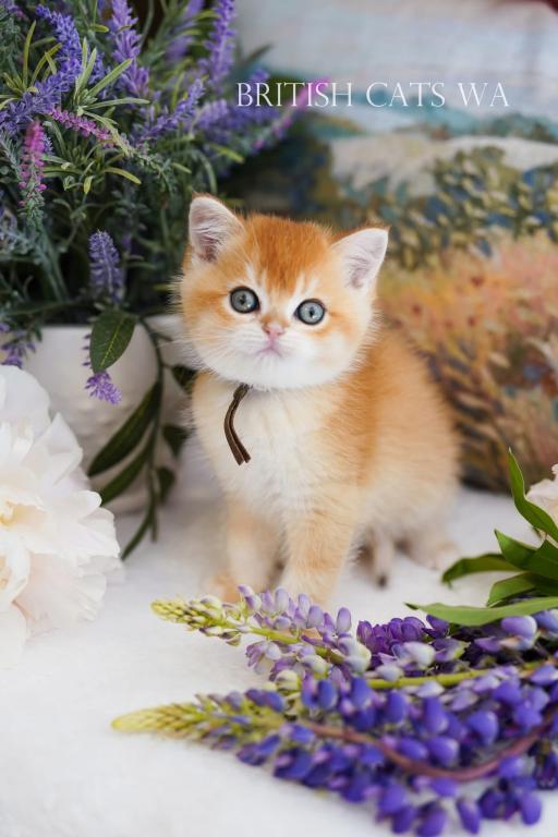 Figaro photo 4