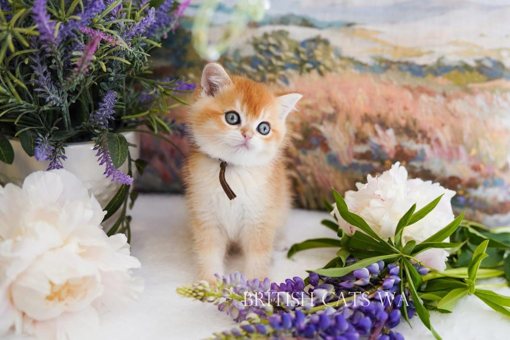 Figaro photo 13