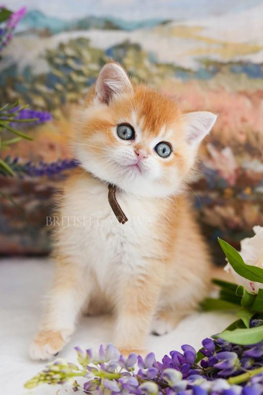 Figaro photo 14