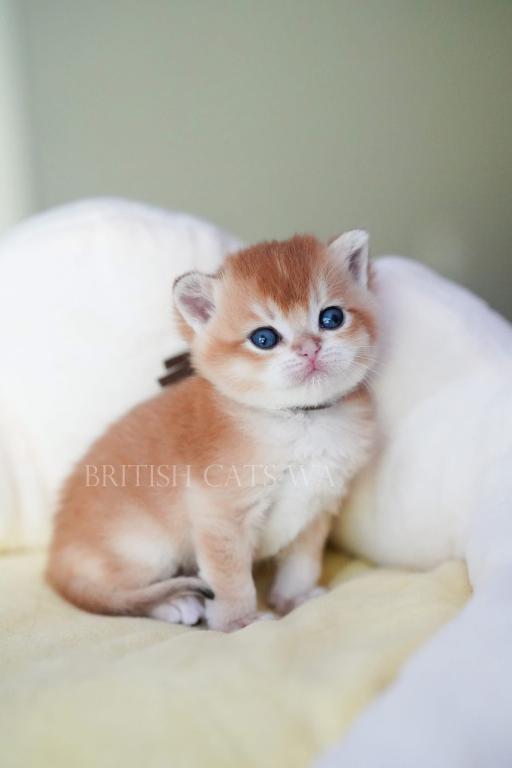 Figaro photo 16