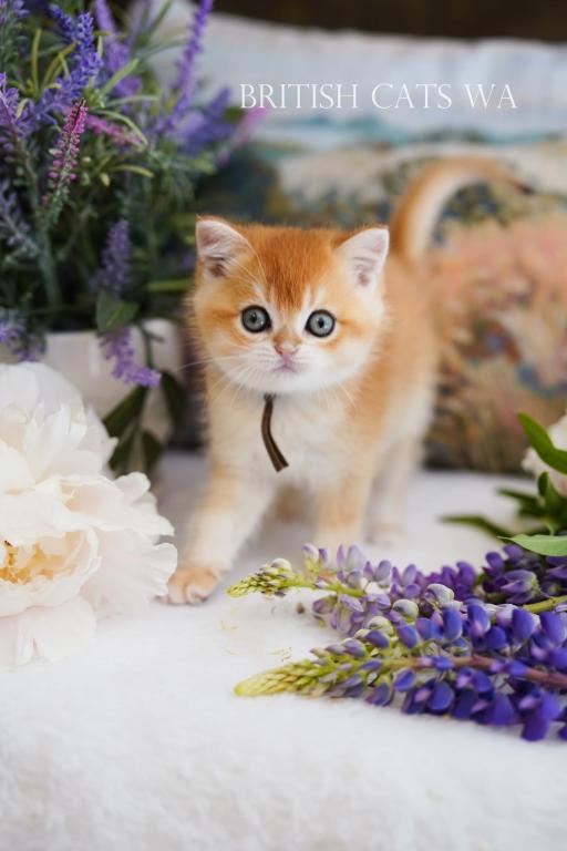 Figaro photo 5