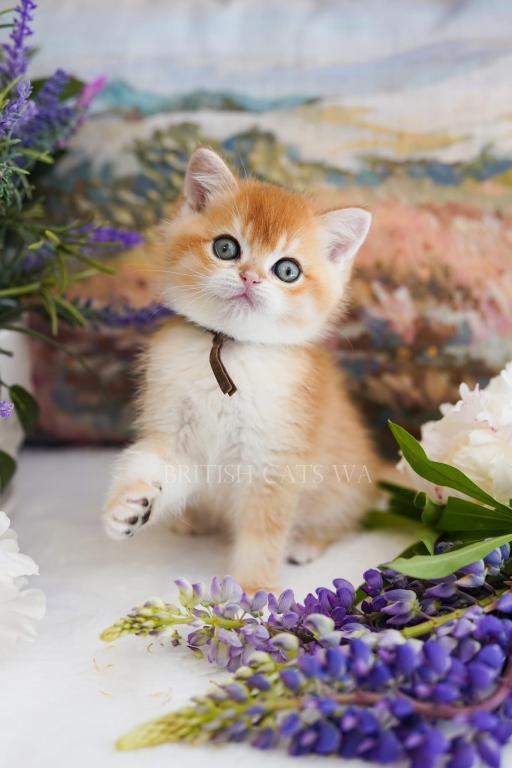 Figaro photo 10