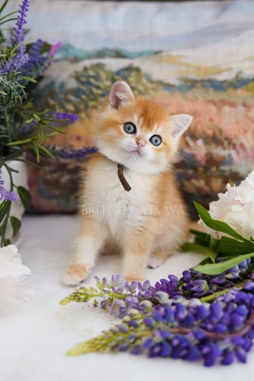Figaro photo 8