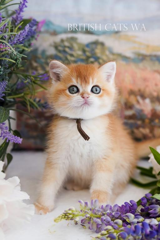 Figaro photo 7