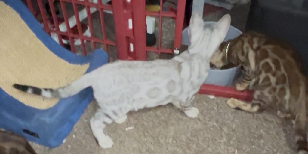 Rosette Spotted Silver Bengal Kitten photo 1