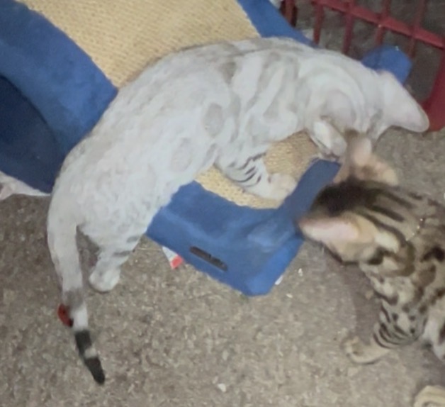 Rosette Spotted Silver Bengal Kitten photo 2