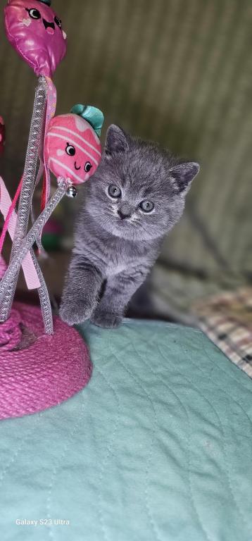 Penny photo 12