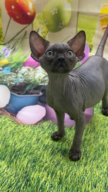 Target Black Long Leg Sphynx Girl